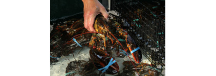 Manipulation de homards